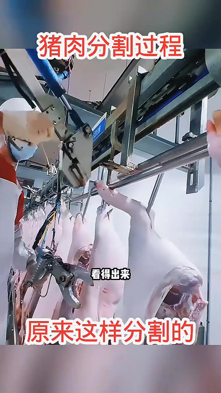 猪肉分割过程,原来这样分割的!