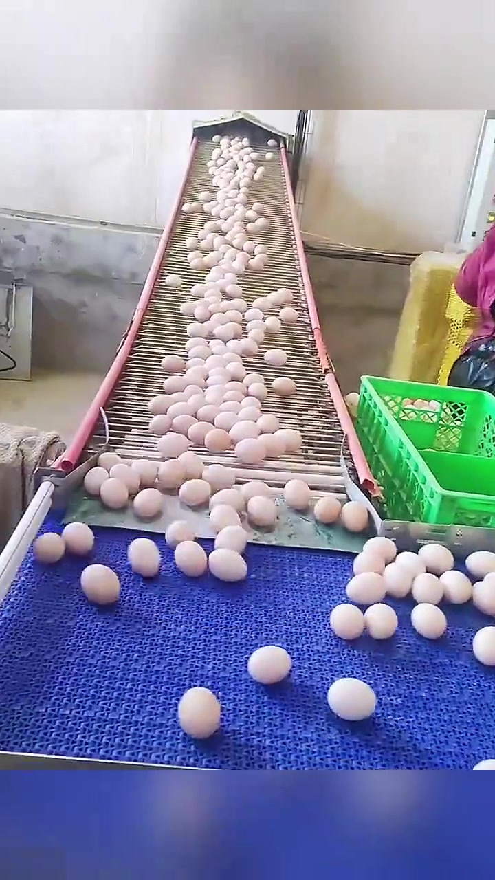 现代养鸡场自动化:流水线高效收蛋,人工操作简化至打包