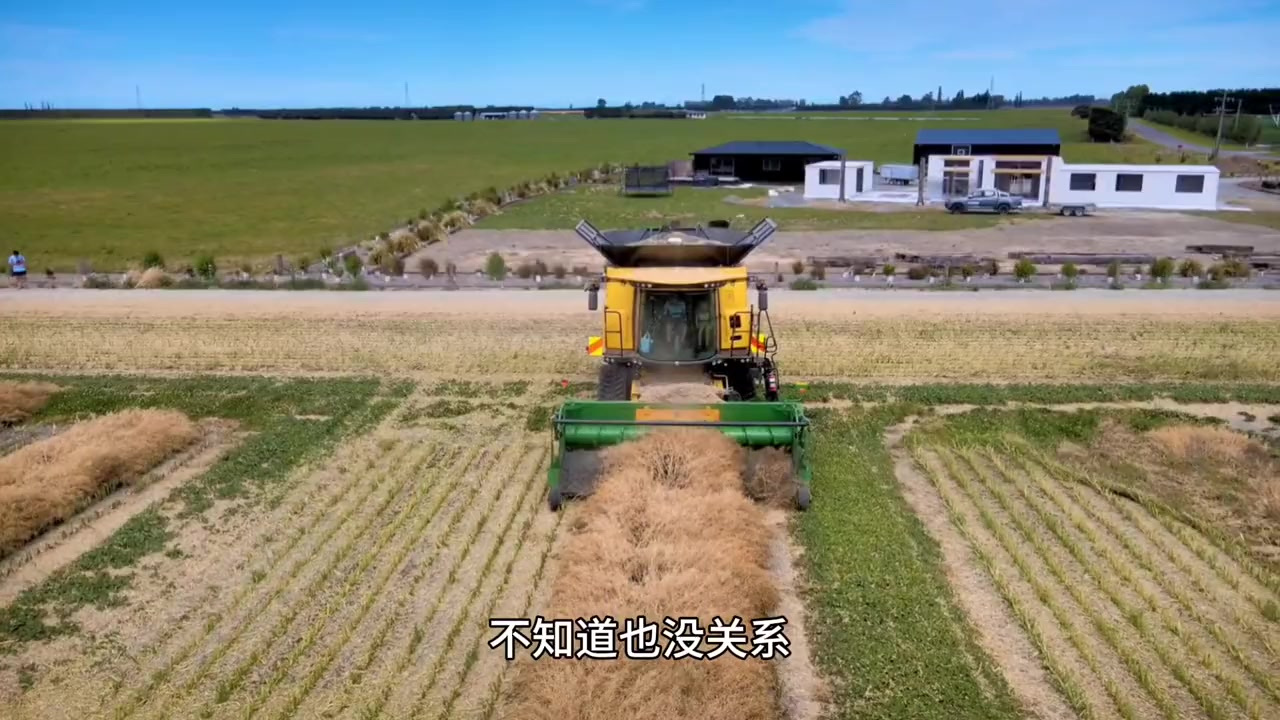新西兰收割油菜籽