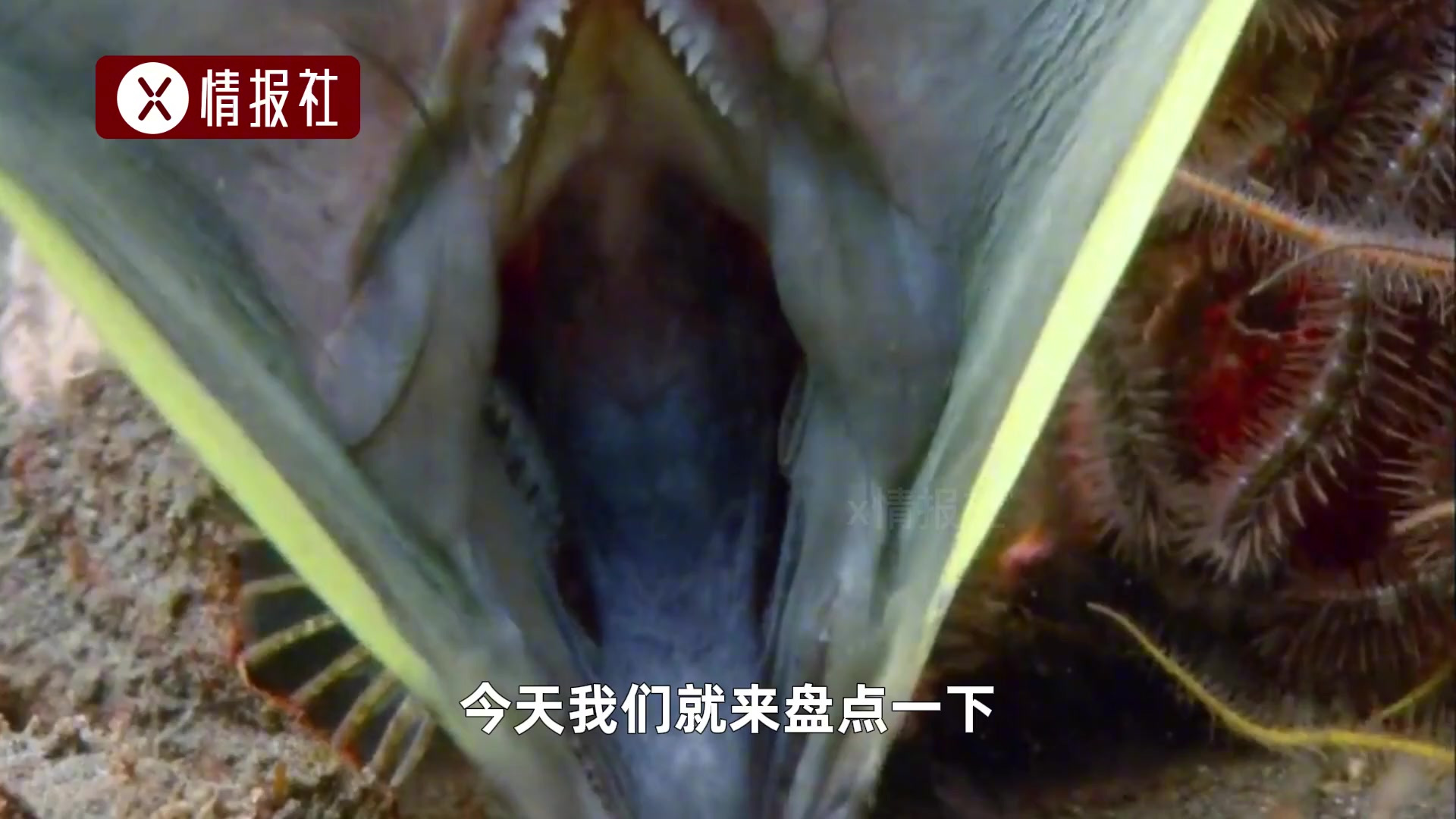 最致命的5种鱼,蛇头鱼身,300颗獠牙吸食人血