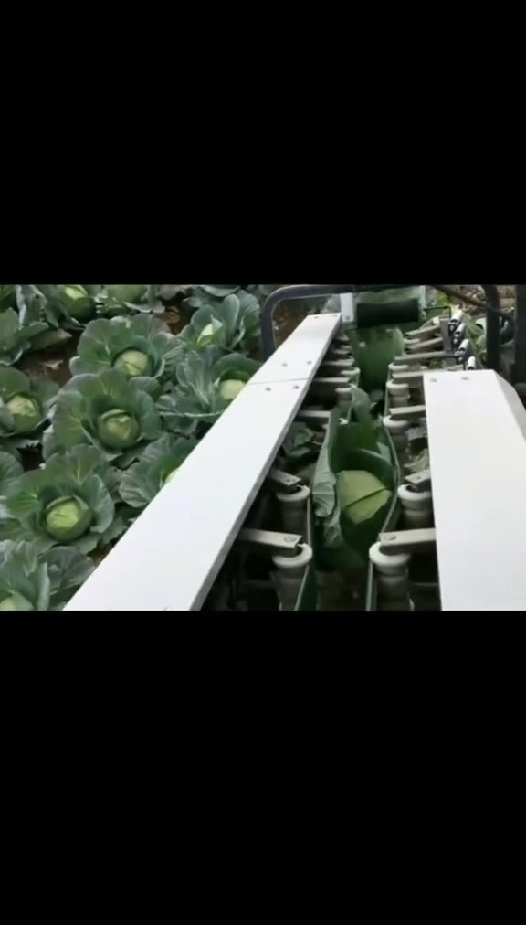 原来,茴子白和包包菜都叫卷心菜。圆白菜收割机