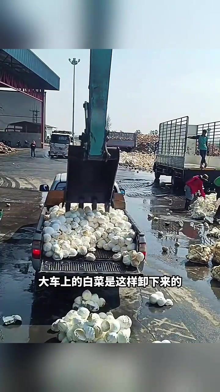 给白菜卸车,这也太粗暴了!