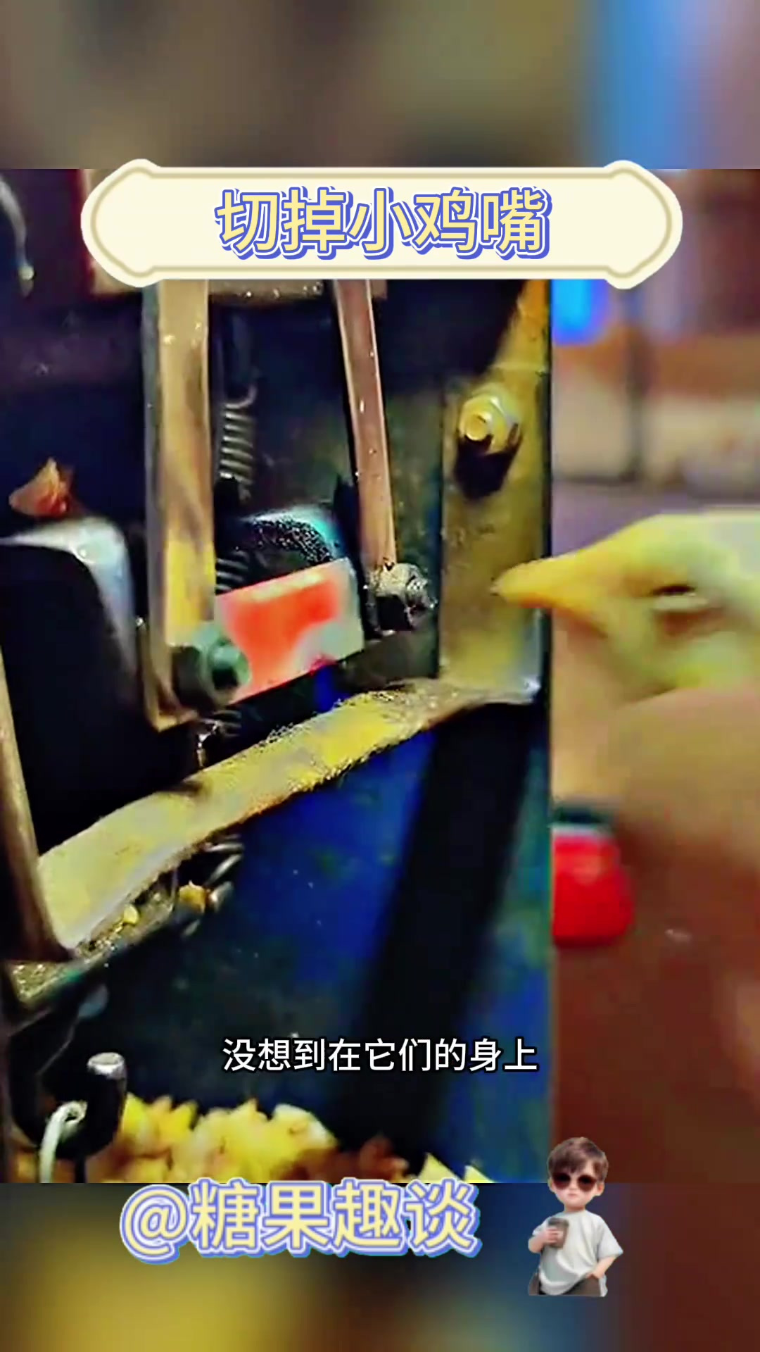 切掉小鸡嘴,看着太残忍了