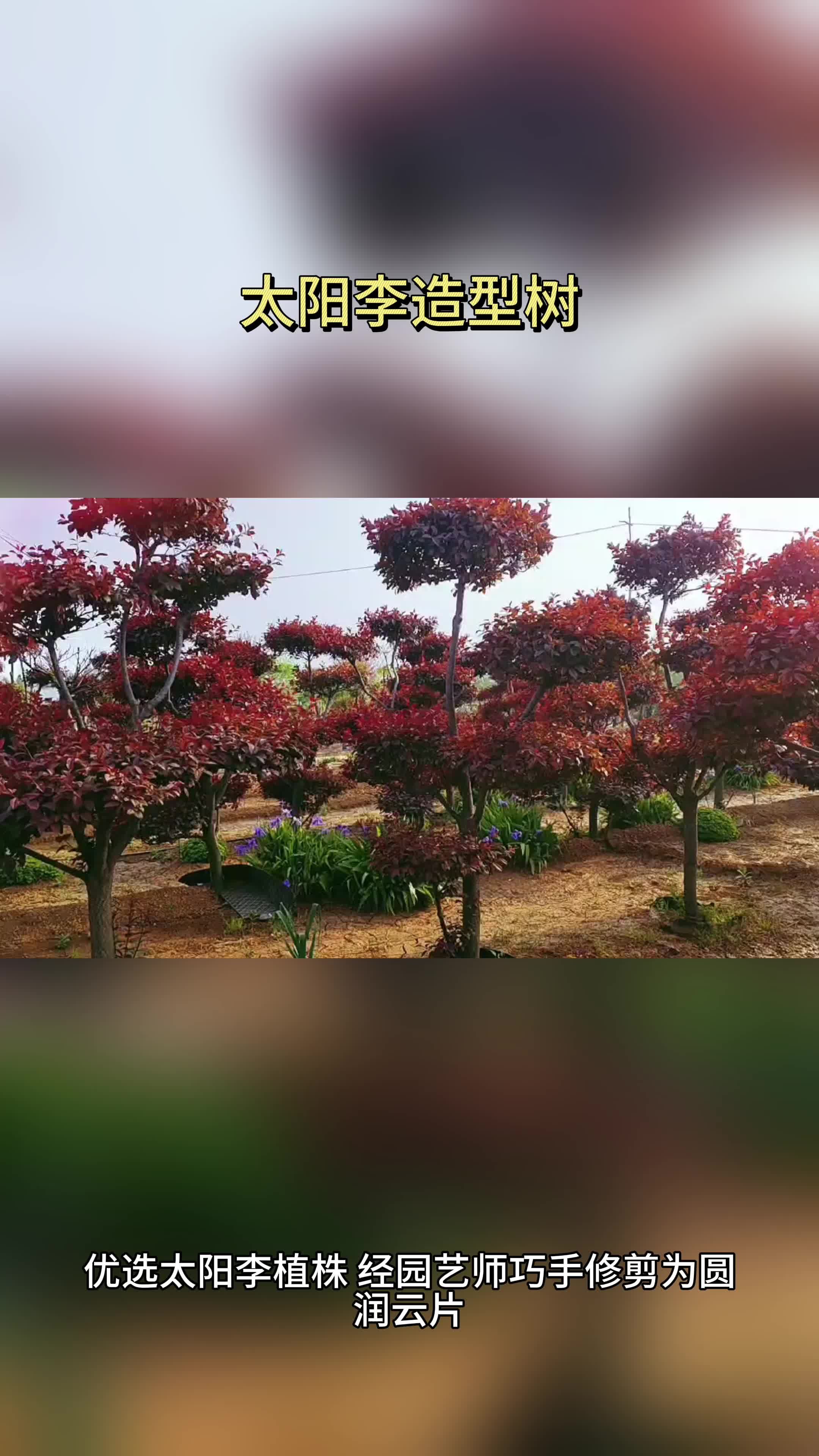 太阳李造型树,叶舞四季色 甘肃耐寒大型盆栽树批发基地 庭院景观树种植基地 罗汉松造型树