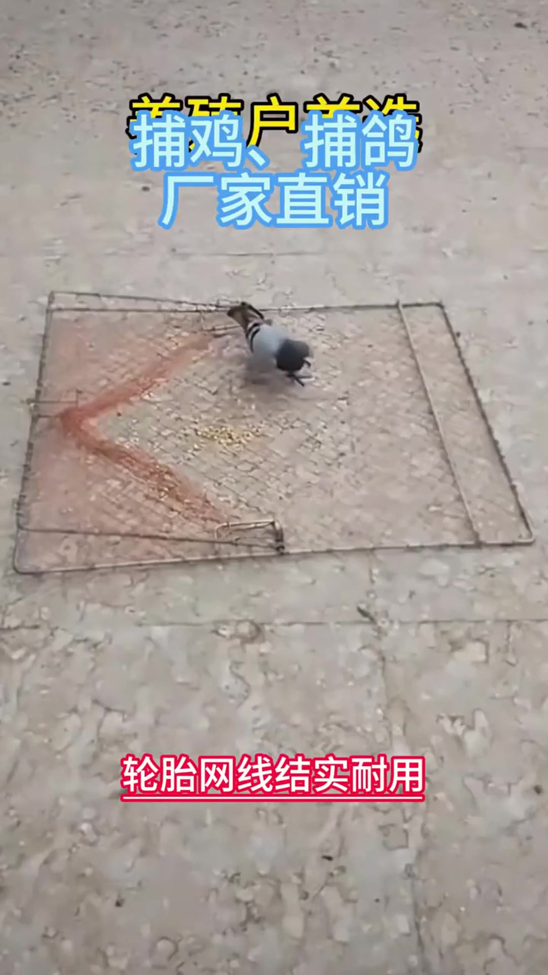 捕鸡神器!养殖专用网,不伤鸡羽抓捕超轻松