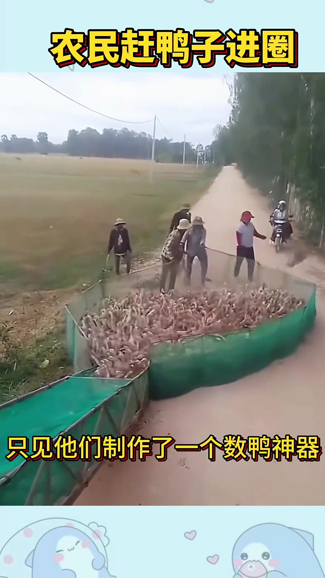 农民赶鸭子进圈,结局出乎意料
