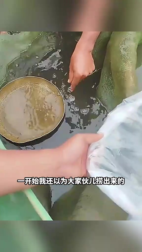 惊呆眼前海瓜子般小鱼,疑似内脏不需开剥,一勺数百条引困惑