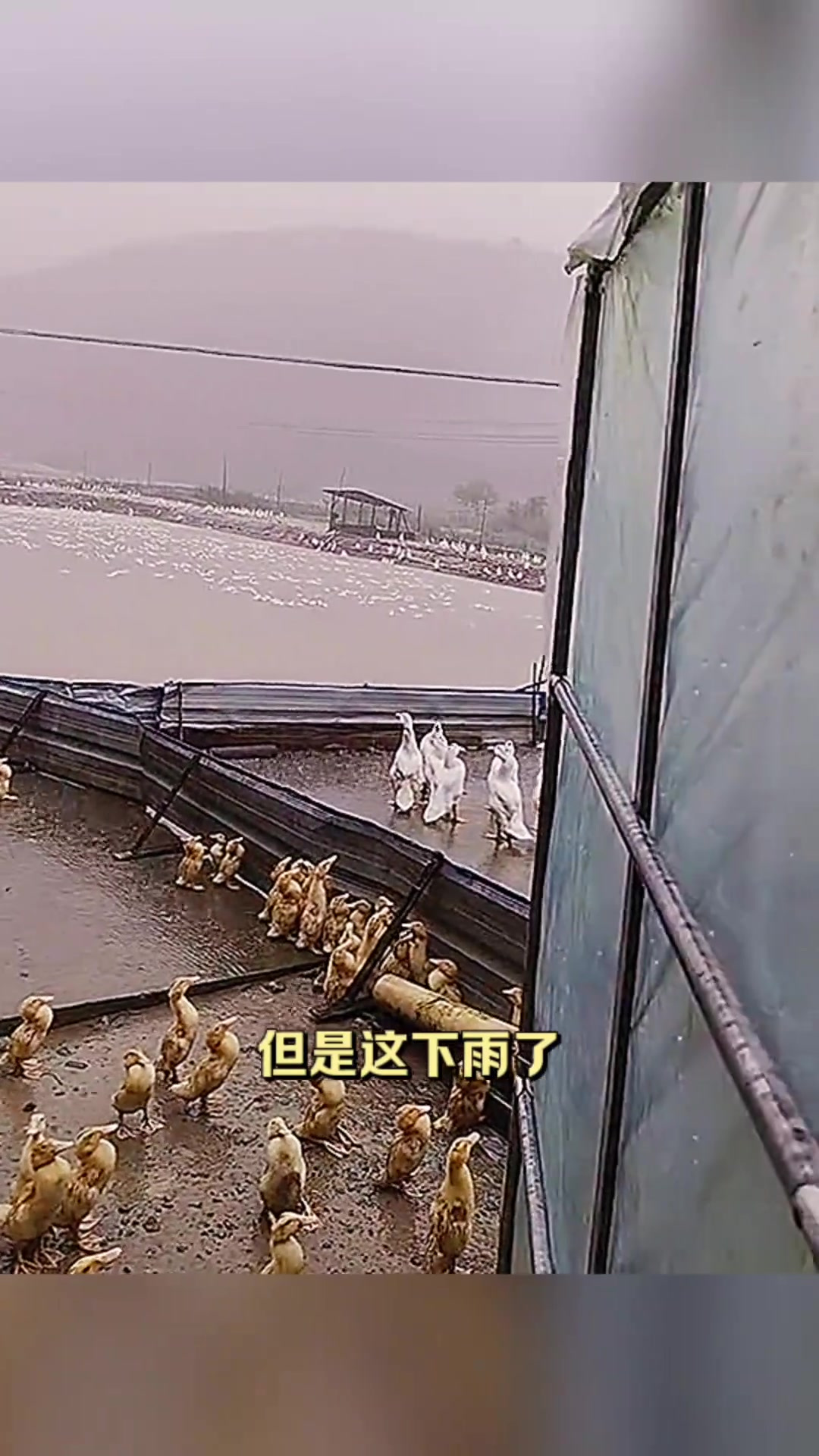 雨中鸭子翘首盼天,失去归家的傻萌瞬间引发笑声