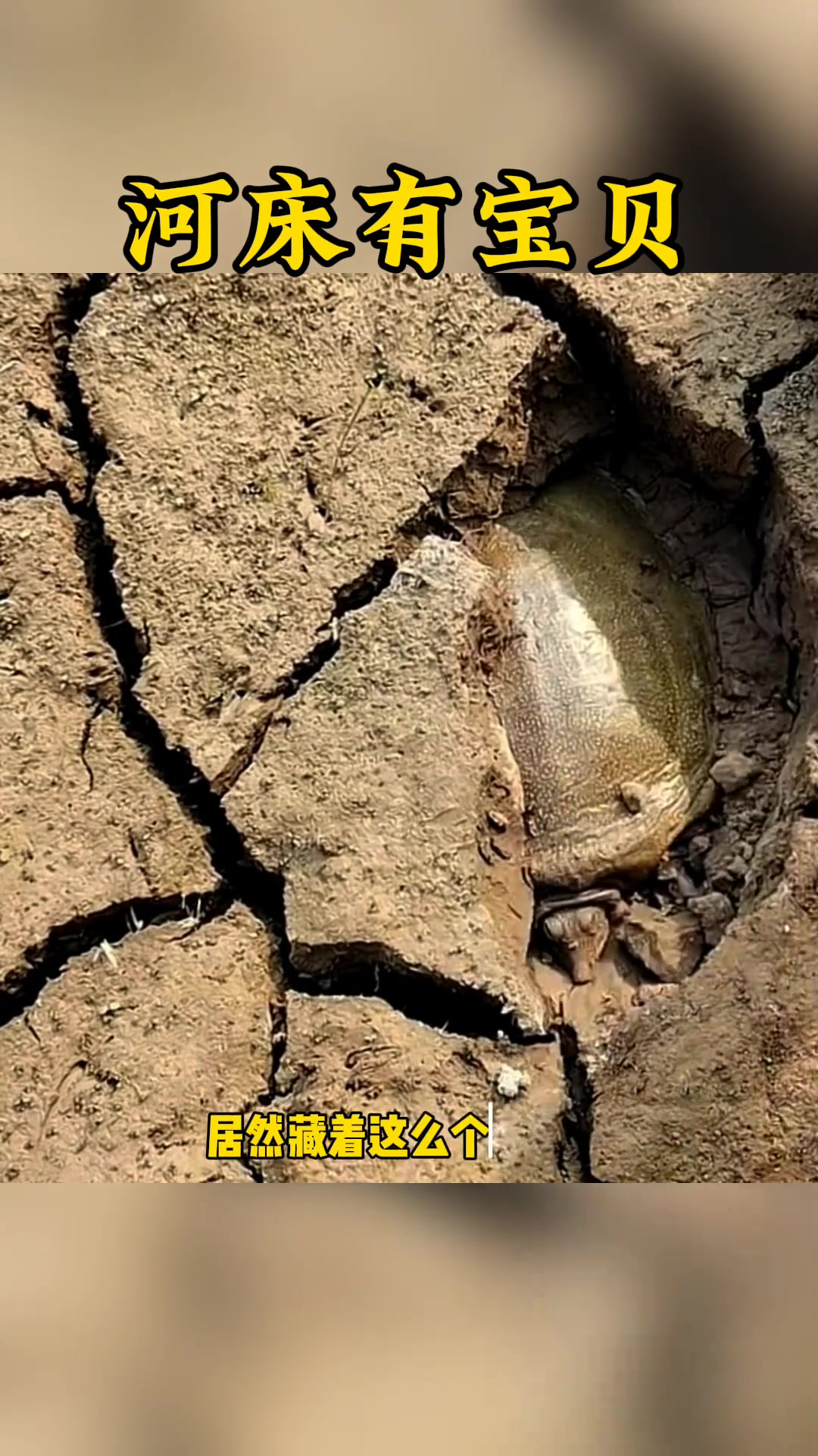 惊喜发现:干枯河床藏野生巨甲鱼,价值超五百!