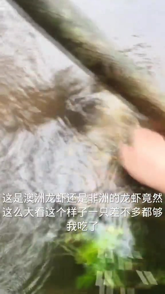 惊喜!雨中捡到巨大龙虾,澳洲还是非洲的?