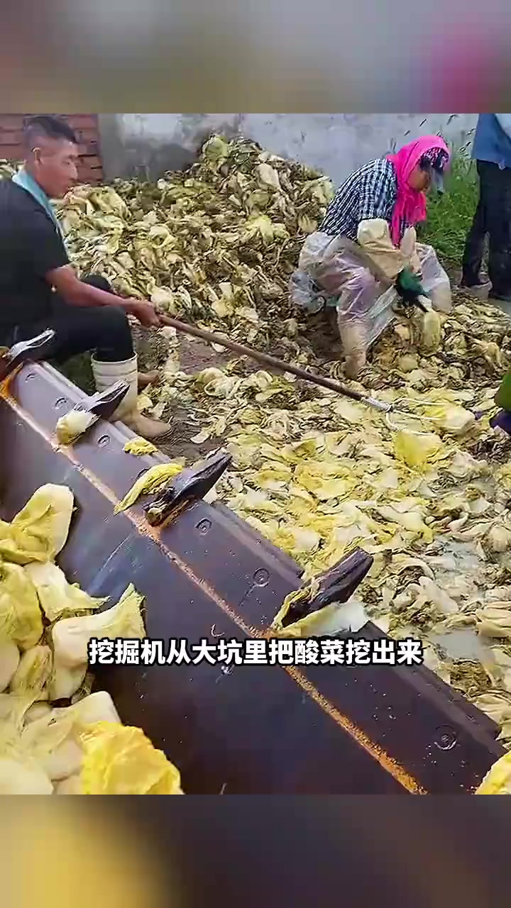 酸菜制作过程揭秘:挖掘机、人工剥皮与季节性穿着的奇妙对比