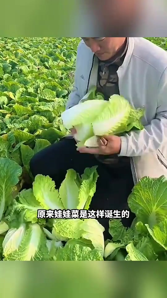 娃娃菜的真相揭晓:剥去外表的小秘密和废料处理思考