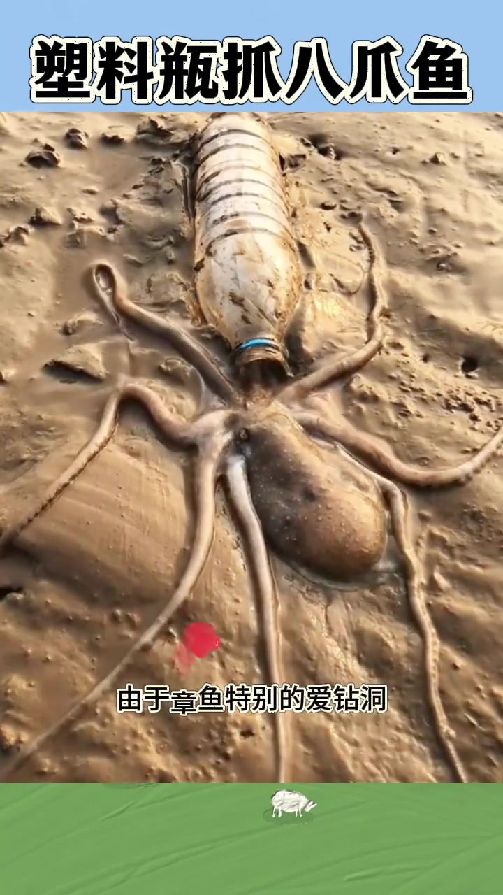 塑料瓶的八爪鱼,特别爱钻洞