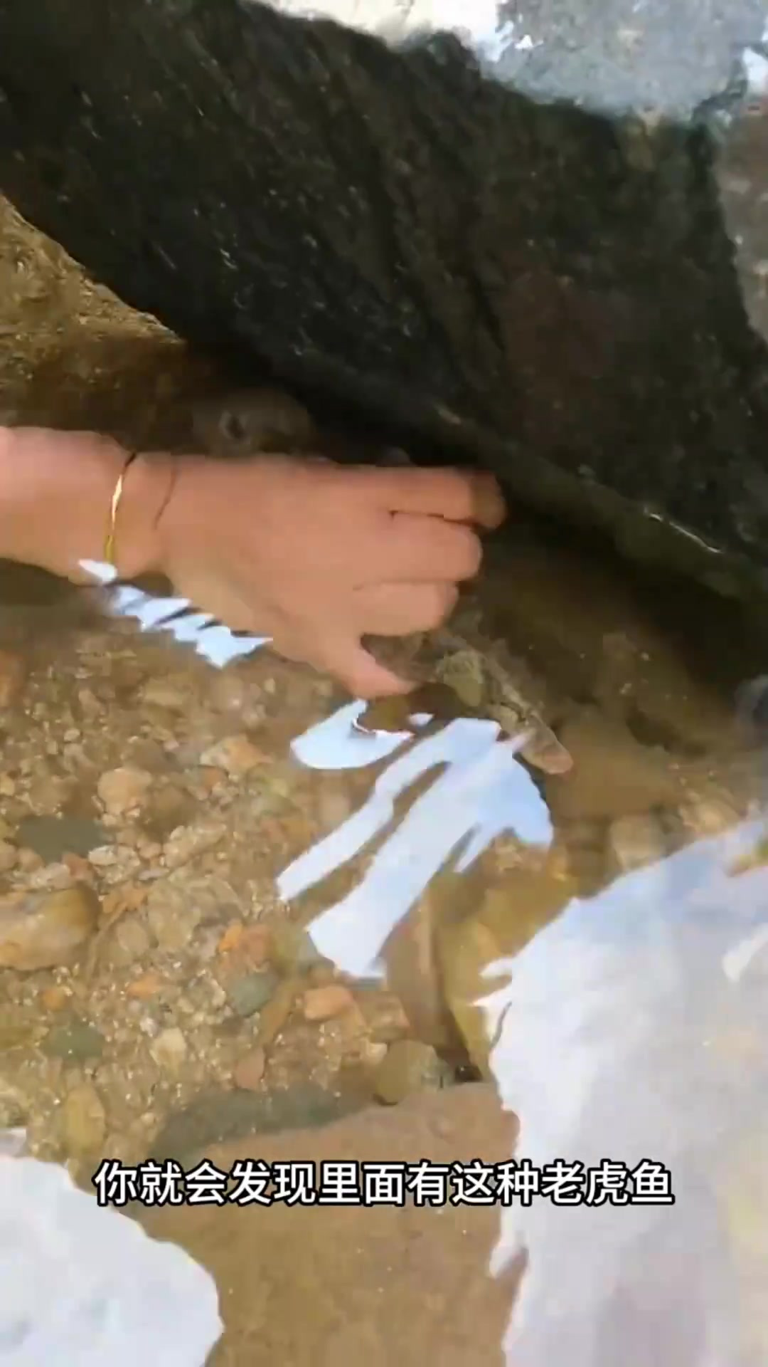 小溪中的秘密:潜藏的大老虎鱼与童年探险记