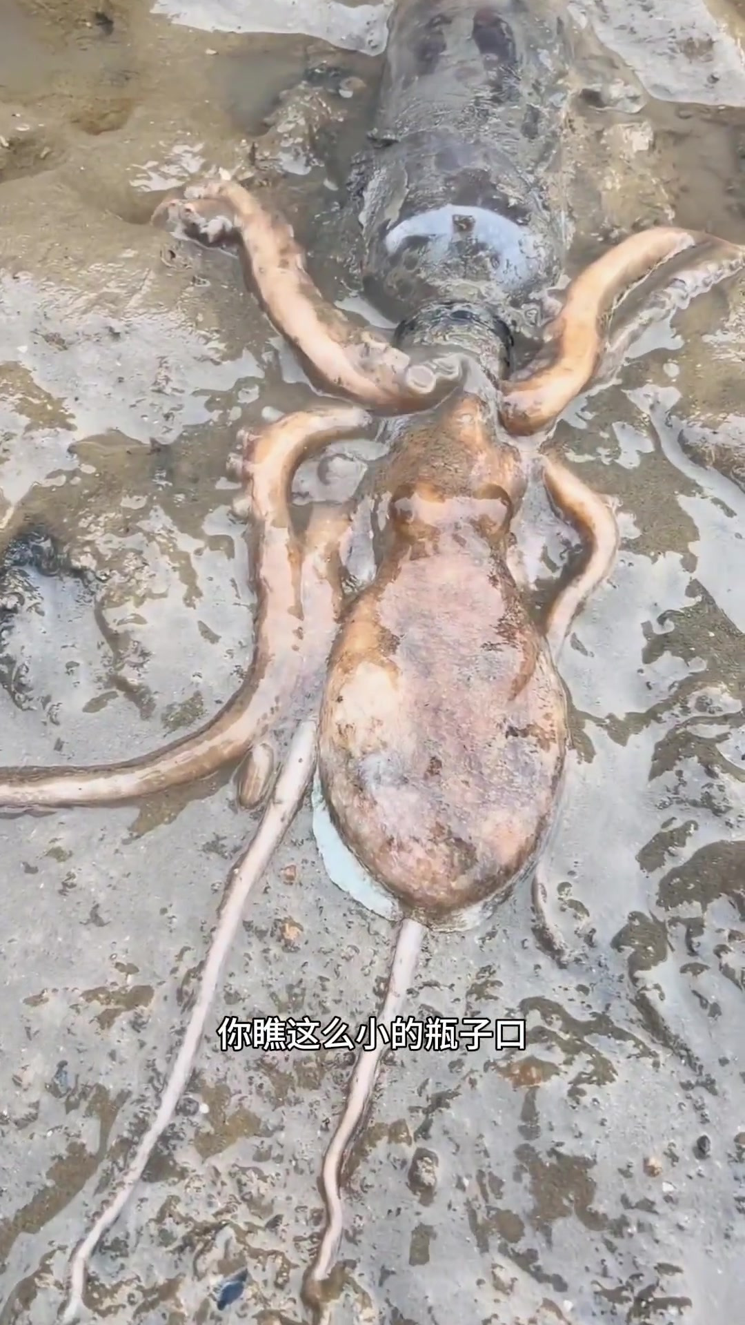 章鱼灵活钻瓶子,准备成为今晚的海鲜大餐!