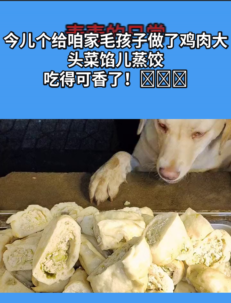 今儿个给咱家毛孩子做了鸡肉大头菜馅儿蒸饺,吃得可香了!