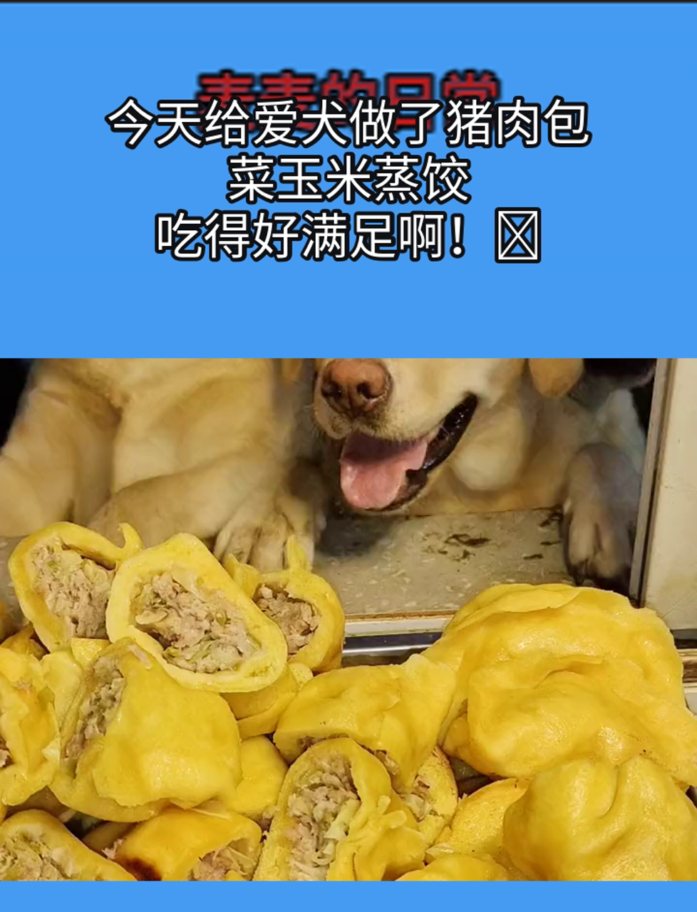 今天给爱犬做了猪肉包菜玉米蒸饺,吃得好满足啊!
