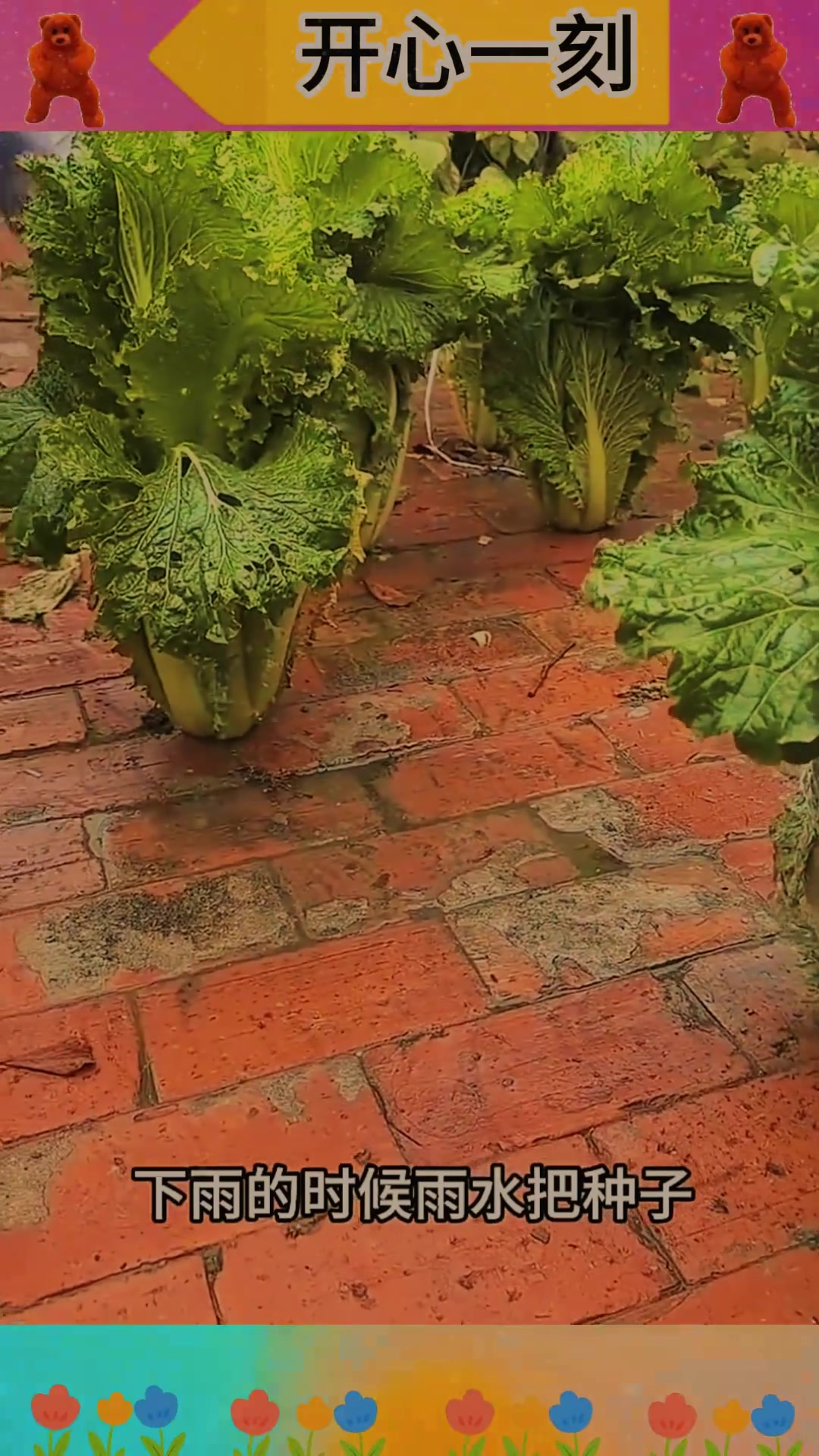 砖缝中的奇迹:白菜种子的顽强生命力展现与成长