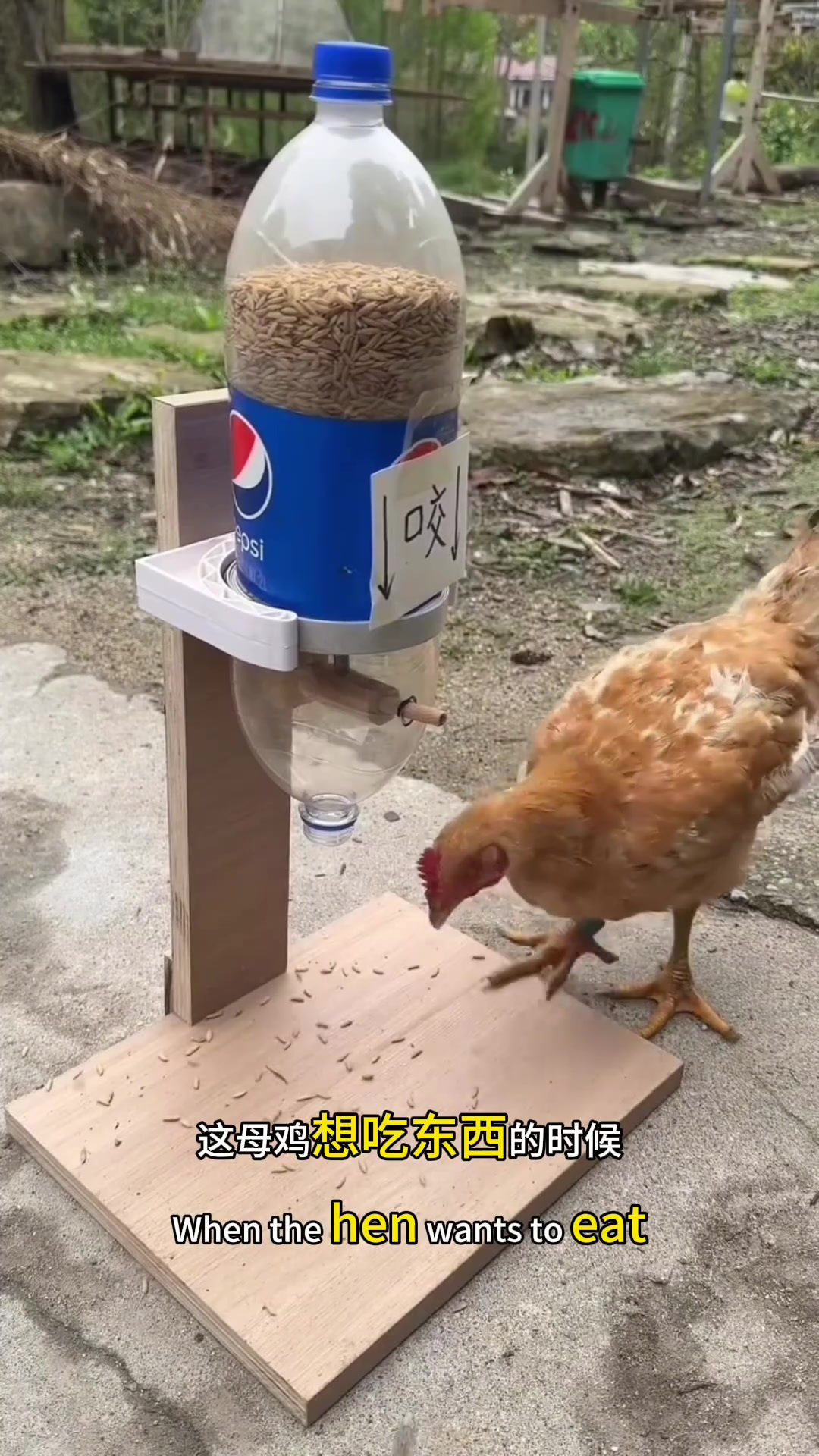 懒人发明喂鸡装置,聪明母鸡轻松获取粮食