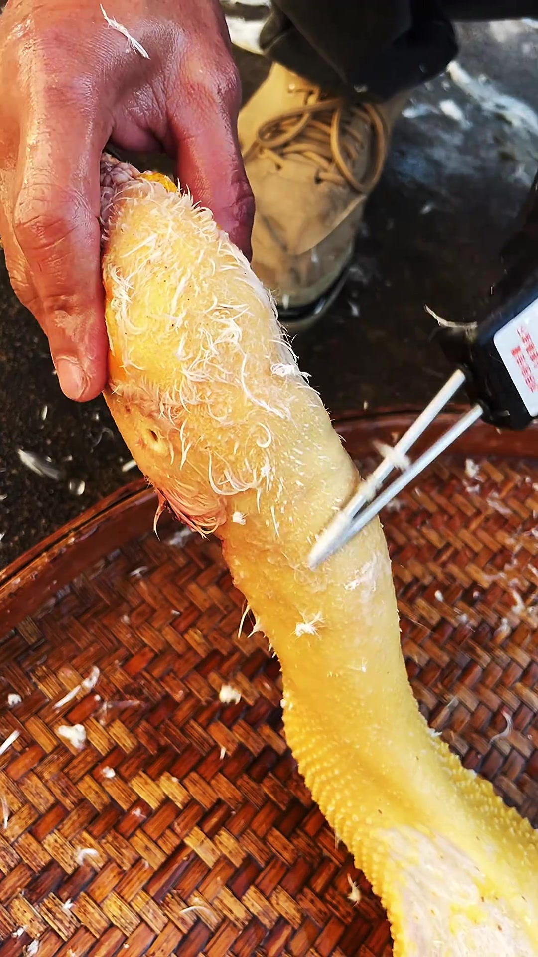 手持“毛拔神器”,轻松拔鸡鸭鹅毛,高效处理禽类毛发