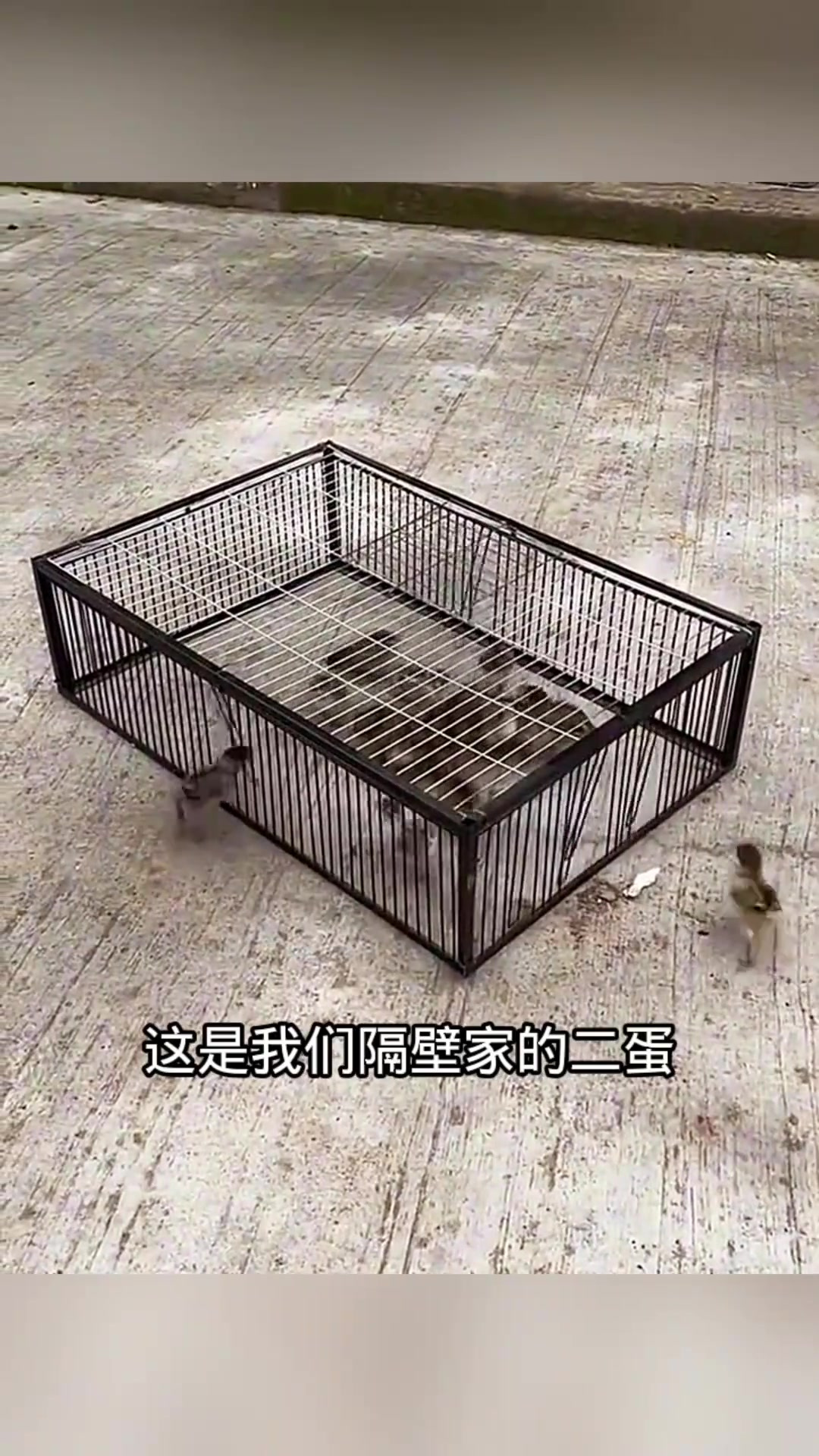 妙手创造:邻家二蛋自制小铁笼,养鸡鸽完美设计!