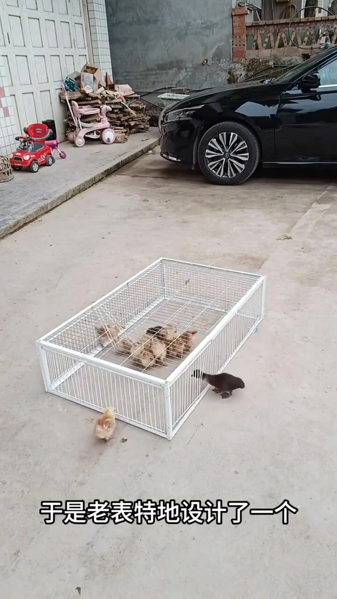 巧妙设计!防逃小鸡鸽子笼子效果如何?