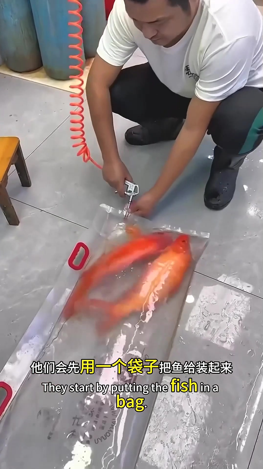 原来活鱼是这样打包的