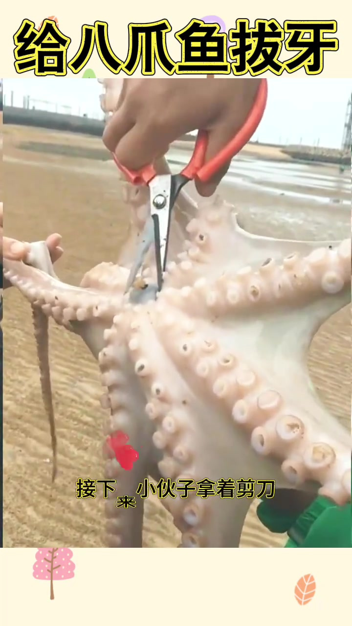 沙滩捕八爪鱼,小伙麻利去牙令人好奇