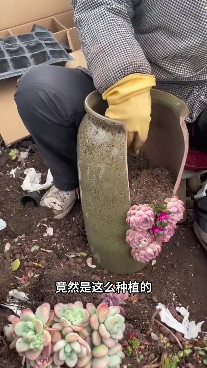 顽强的多肉,随意种植就能成活