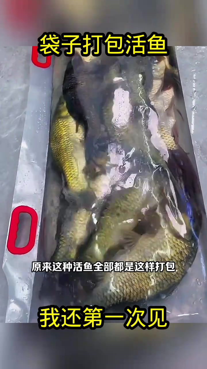 活鱼打包新方法:六小时运输是否能保证存活?
