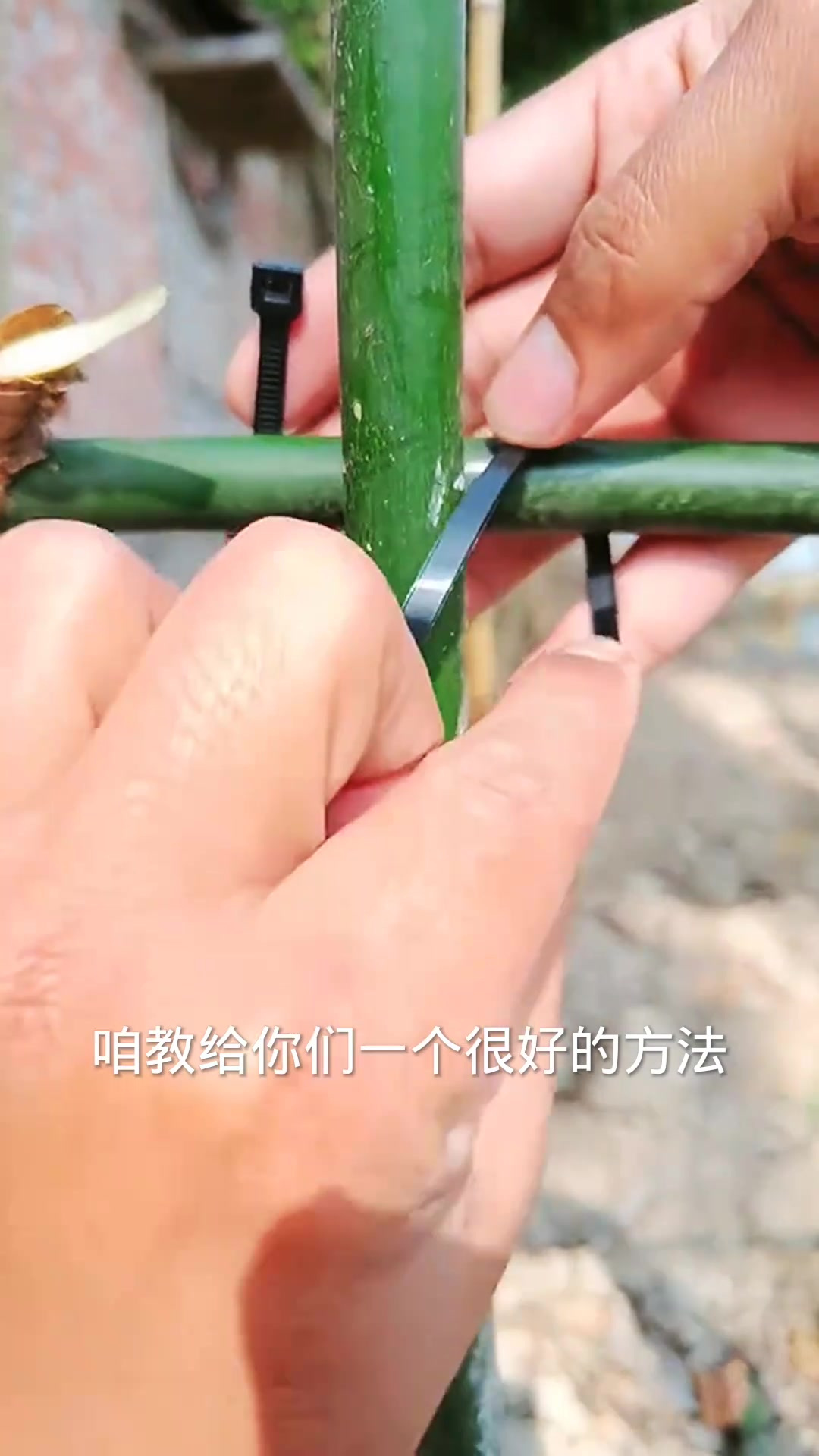 教你用扎带简单牢固地绑竹子,轻松实用的方法分享!