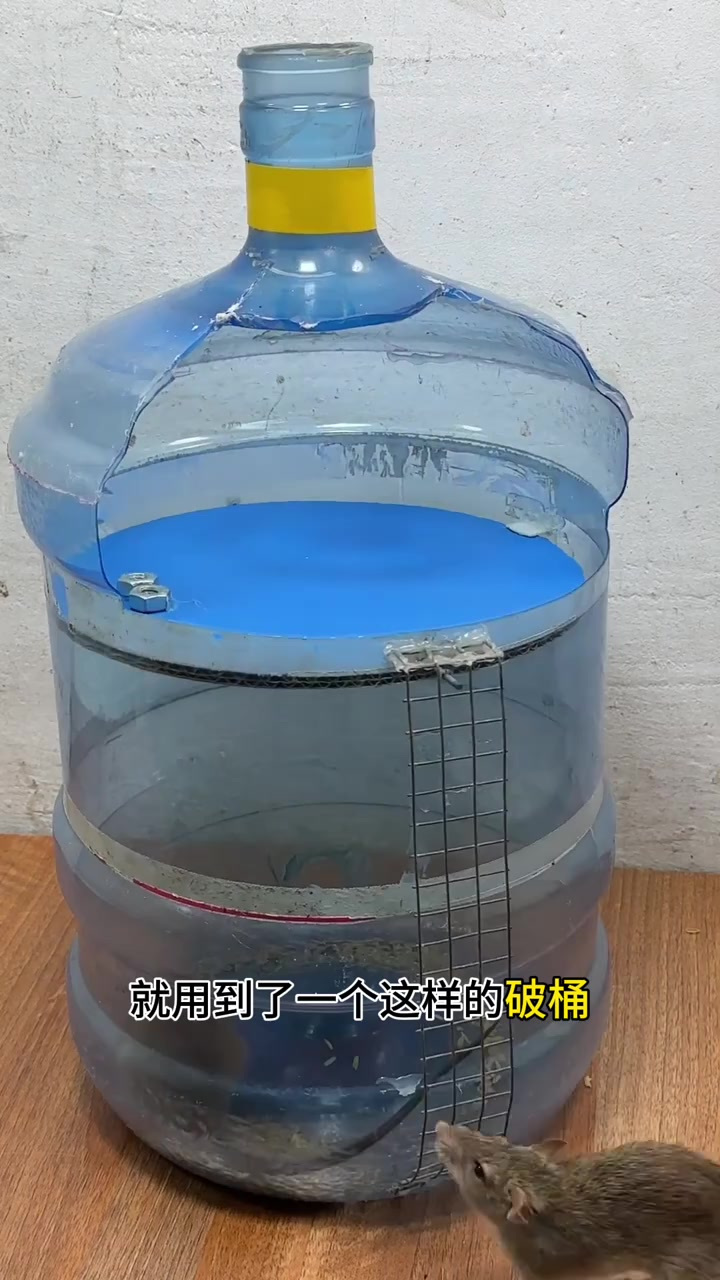 简单又有效!我的DIY捕鼠神器成功抓到了老鼠,你觉得怎么样?