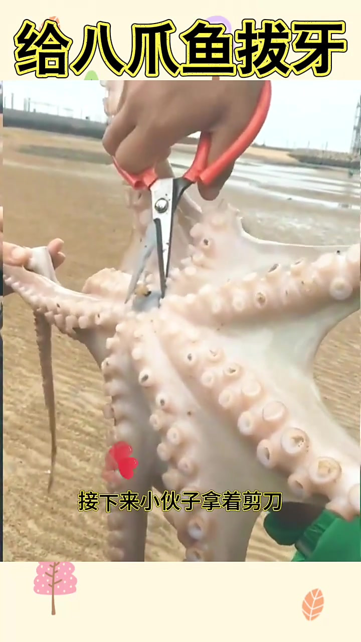 给八爪鱼拔牙,过程好解压