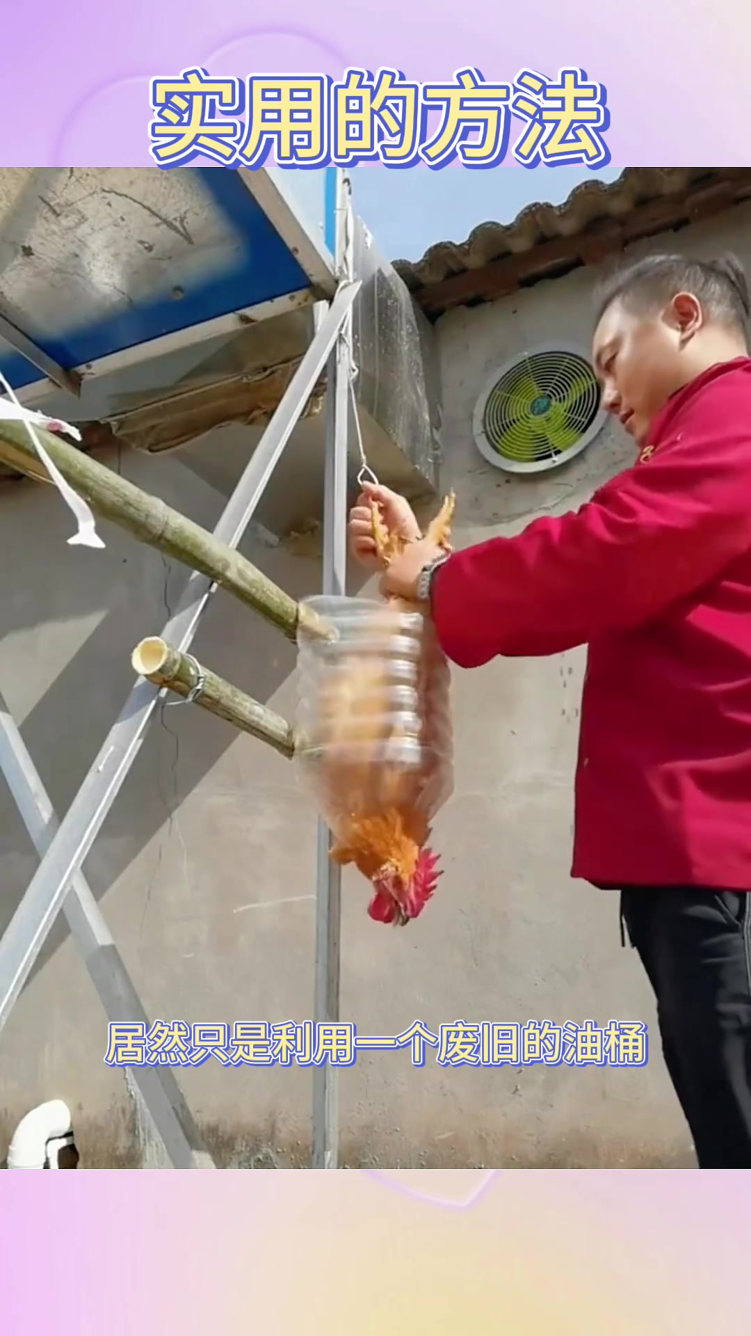 农村人的聪明杀鸡法:废旧油桶变身宰杀神器,轻松高效!