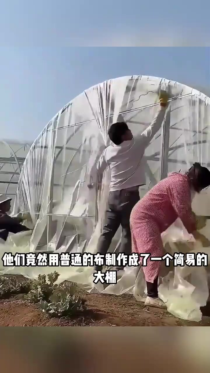 劳动人民智慧无限:用布自制简易大棚,低成本高效益!