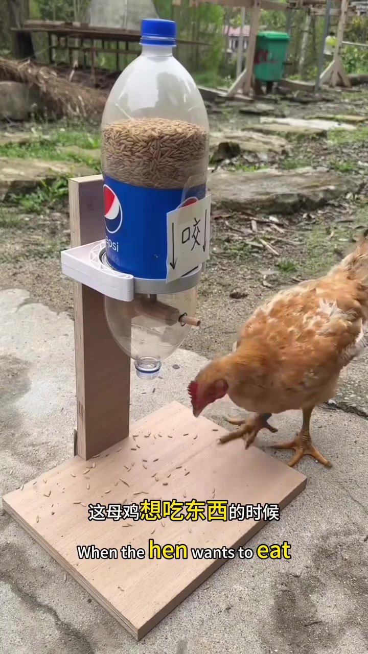 懒人发明喂鸡器,聪明母鸡咬木棍就能拿粮食