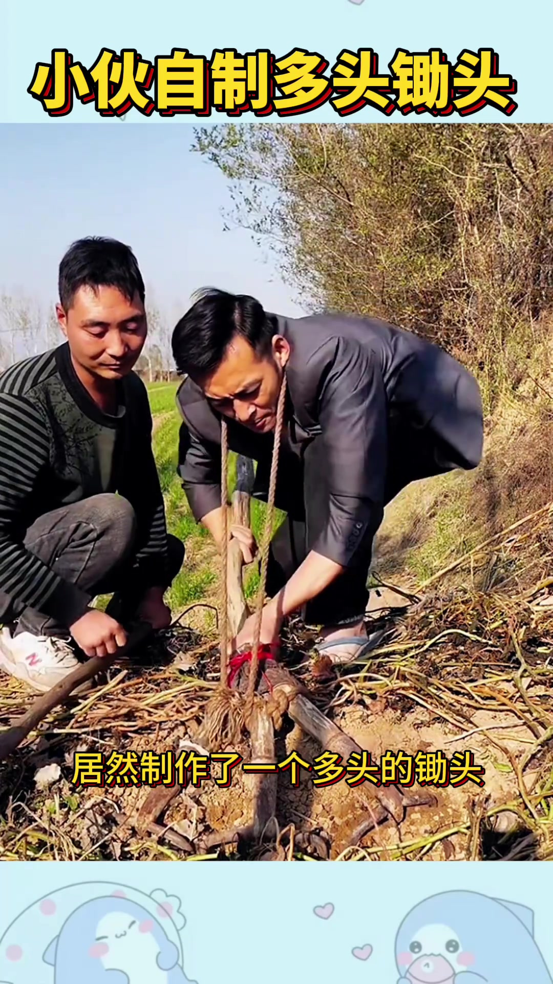 创意工具助力丰收:小伙自制多头锄头提升挖红薯效率