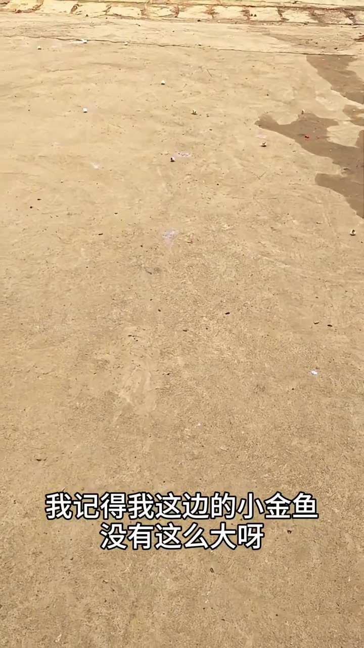 意外发现:小金鱼与小摔炮的奇妙结合与尺寸之差