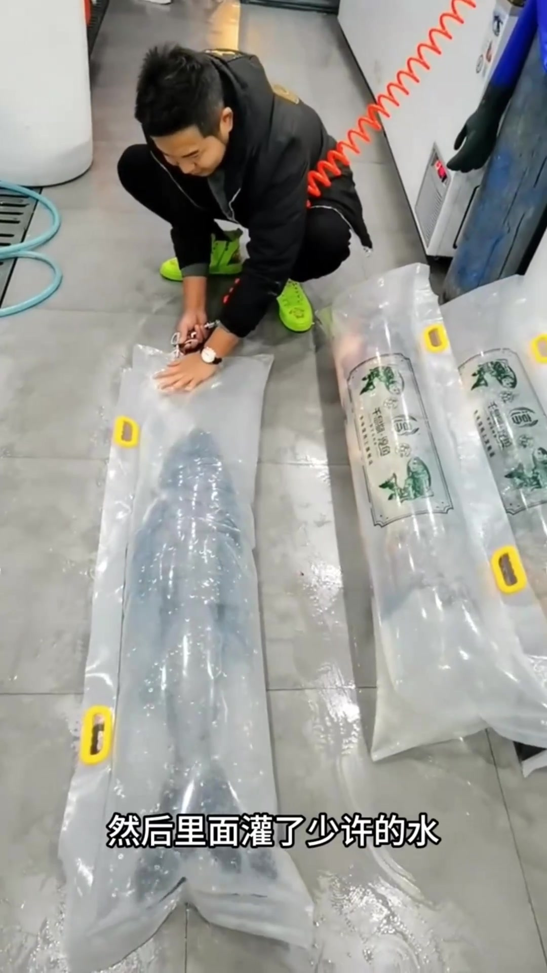 活鱼运输新方法:装袋加水加空气,保持数小时鲜活!