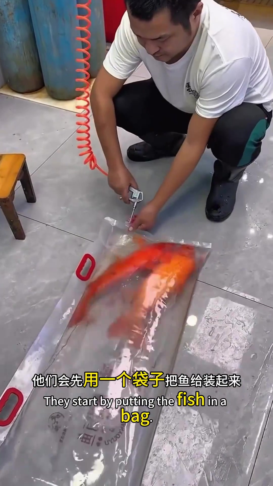 活鱼运输揭秘:怎样打包才能保证鱼儿健康畅游到你手中?