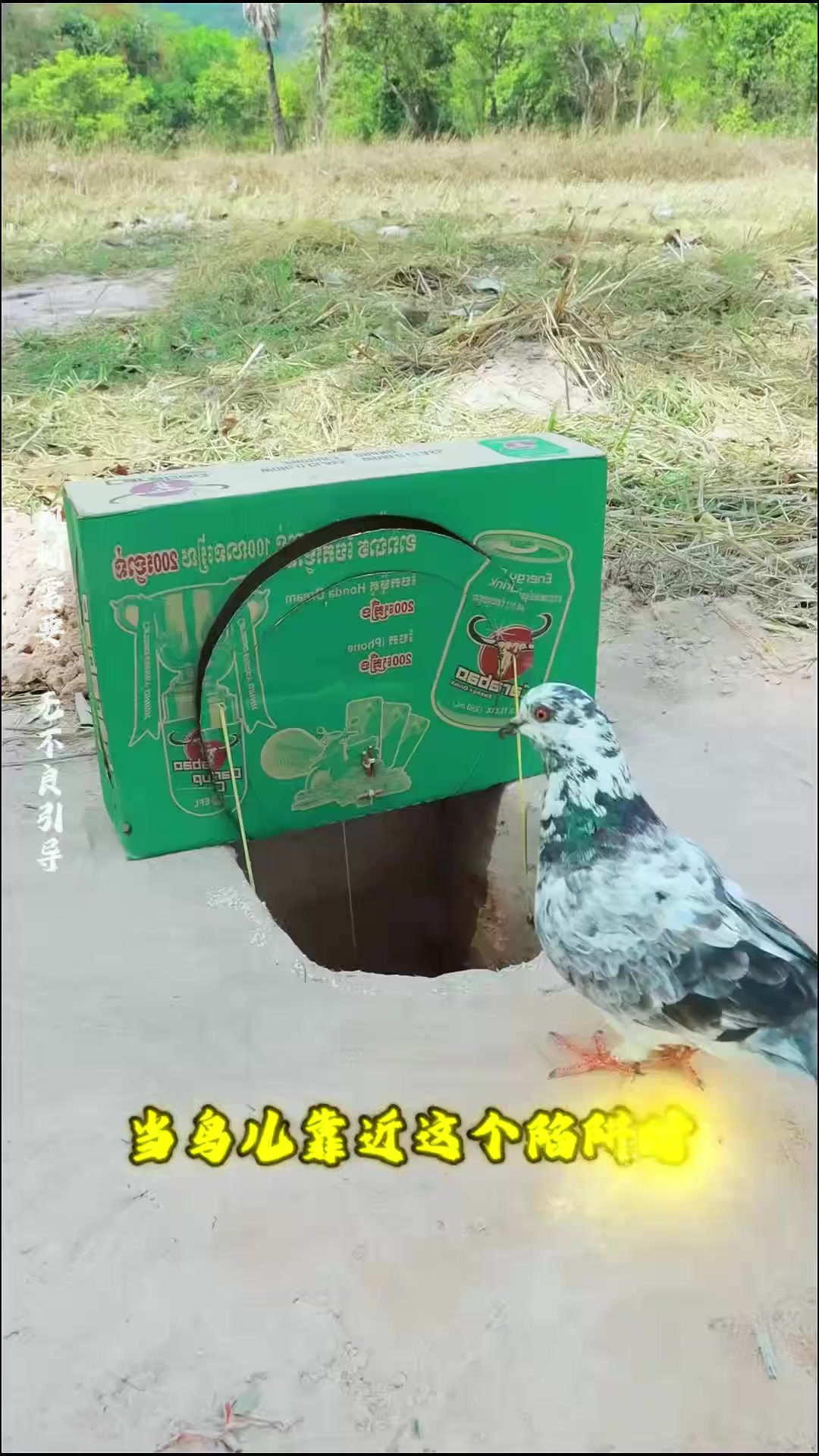 小哥巧用废纸箱制作高效鸟类捕捉陷阱,环保又实用!