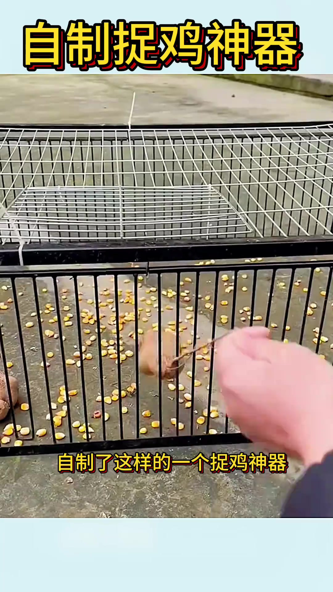 自制捉鸡神器:轻松捕捉小鸡的便捷工具分享