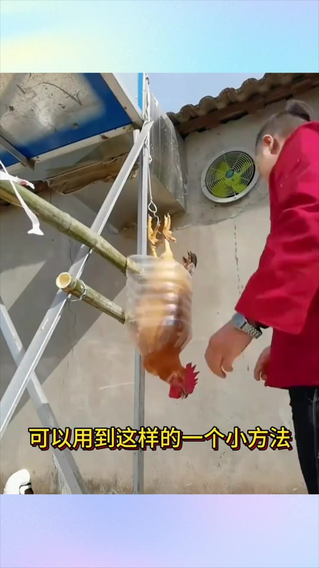小伙宰鸡的小技巧