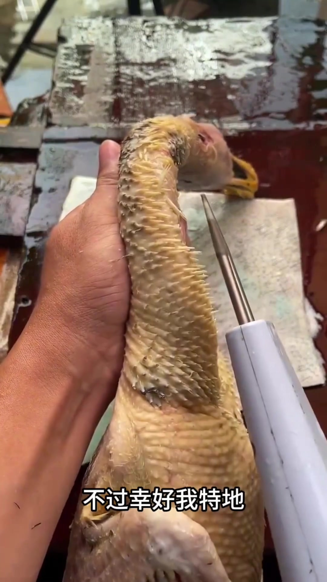 轻松去除鸭子绒毛,省心省力的除毛神器助你解决烦恼!