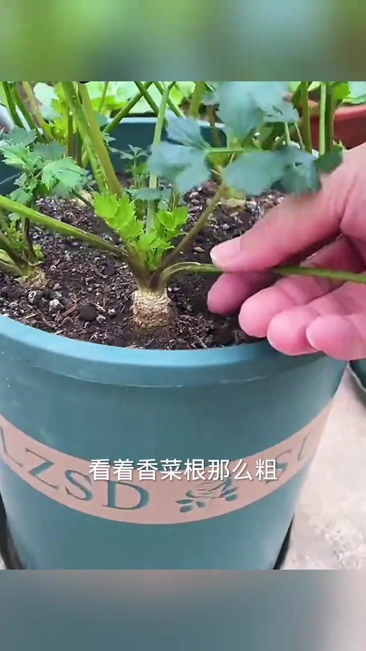 盆栽香菜与芹菜的奇特生长,让我对植物的四季变化产生新认识