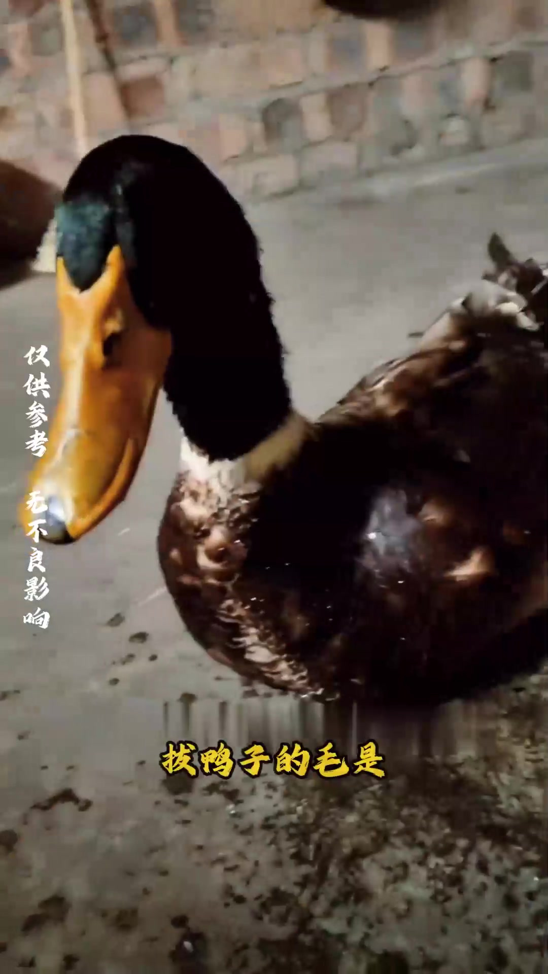 你知道如何高效干净地拔掉鸭子的毛吗