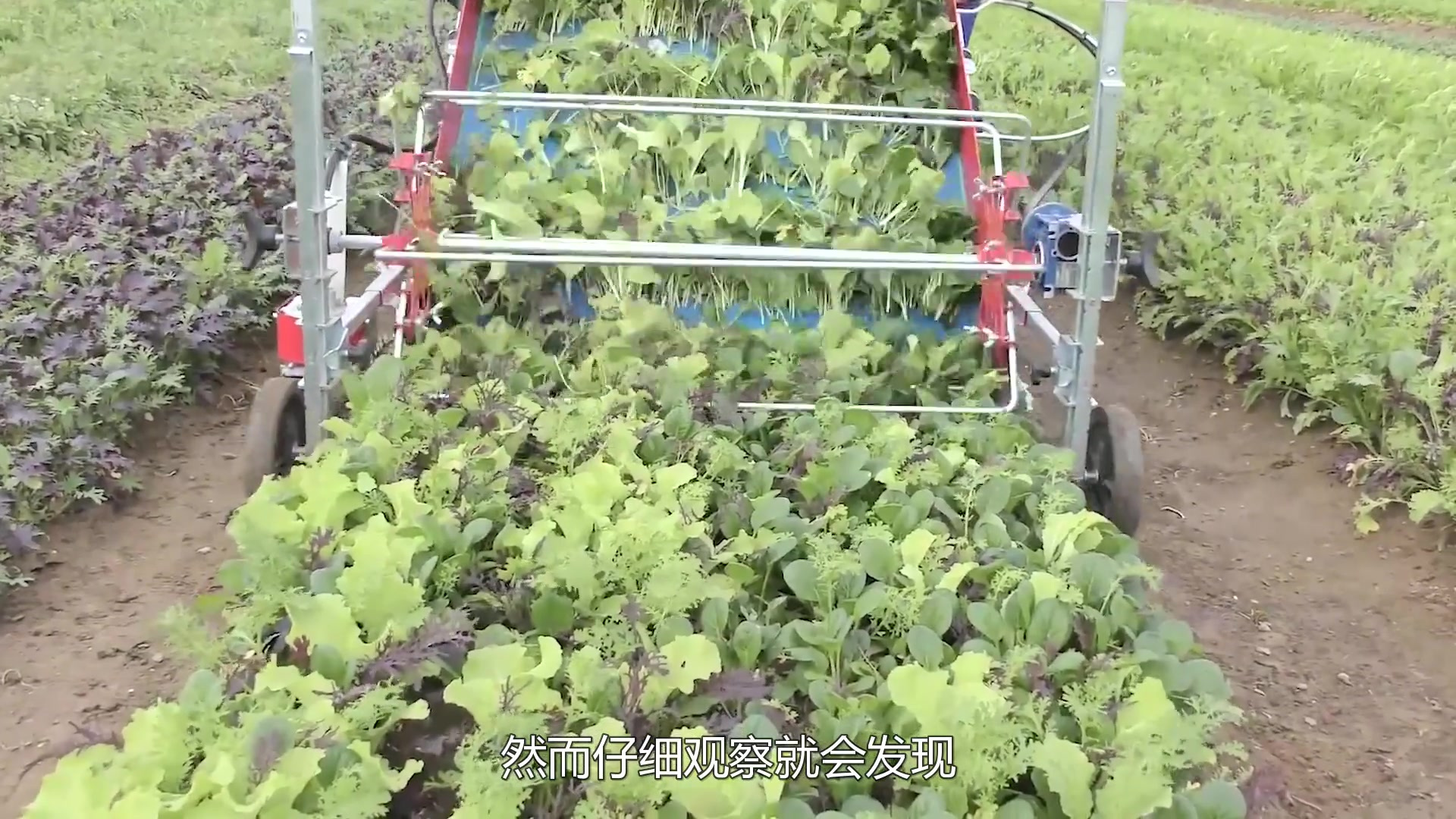国外发明菜叶收割机,保留根茎只收菜叶,一小时收集上百斤
