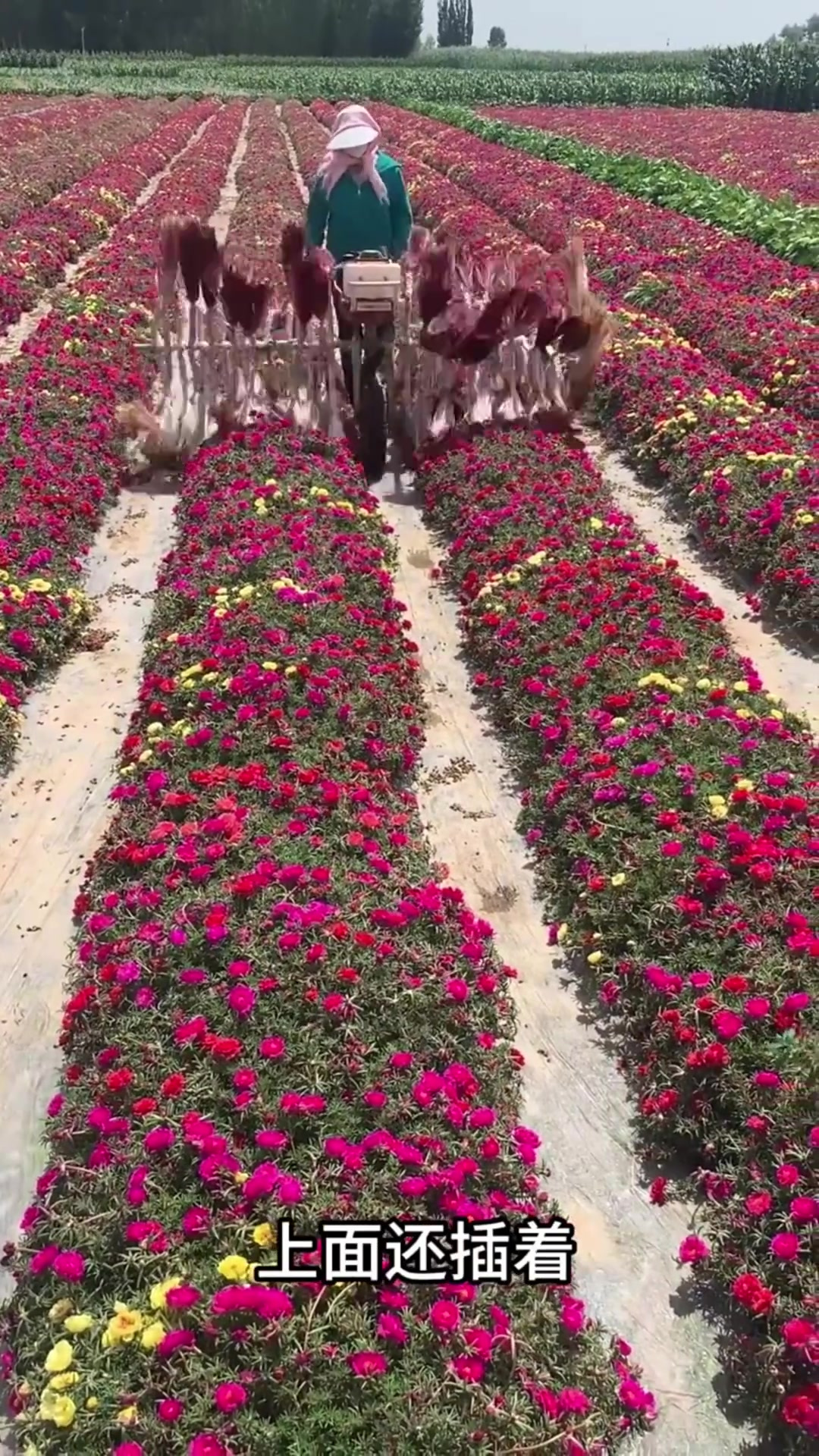 大娘独轮车推鲜花,鸡毛掸子究竟在做什么?