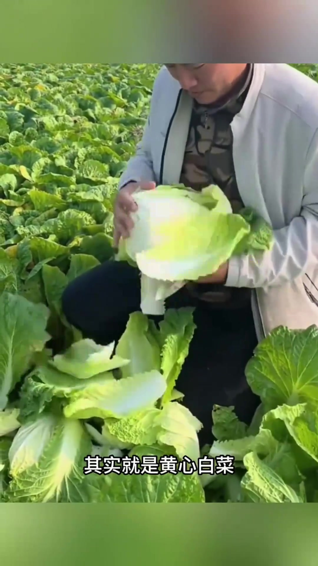 揭秘娃娃菜制作过程:其实就是黄心白菜的“变身”!