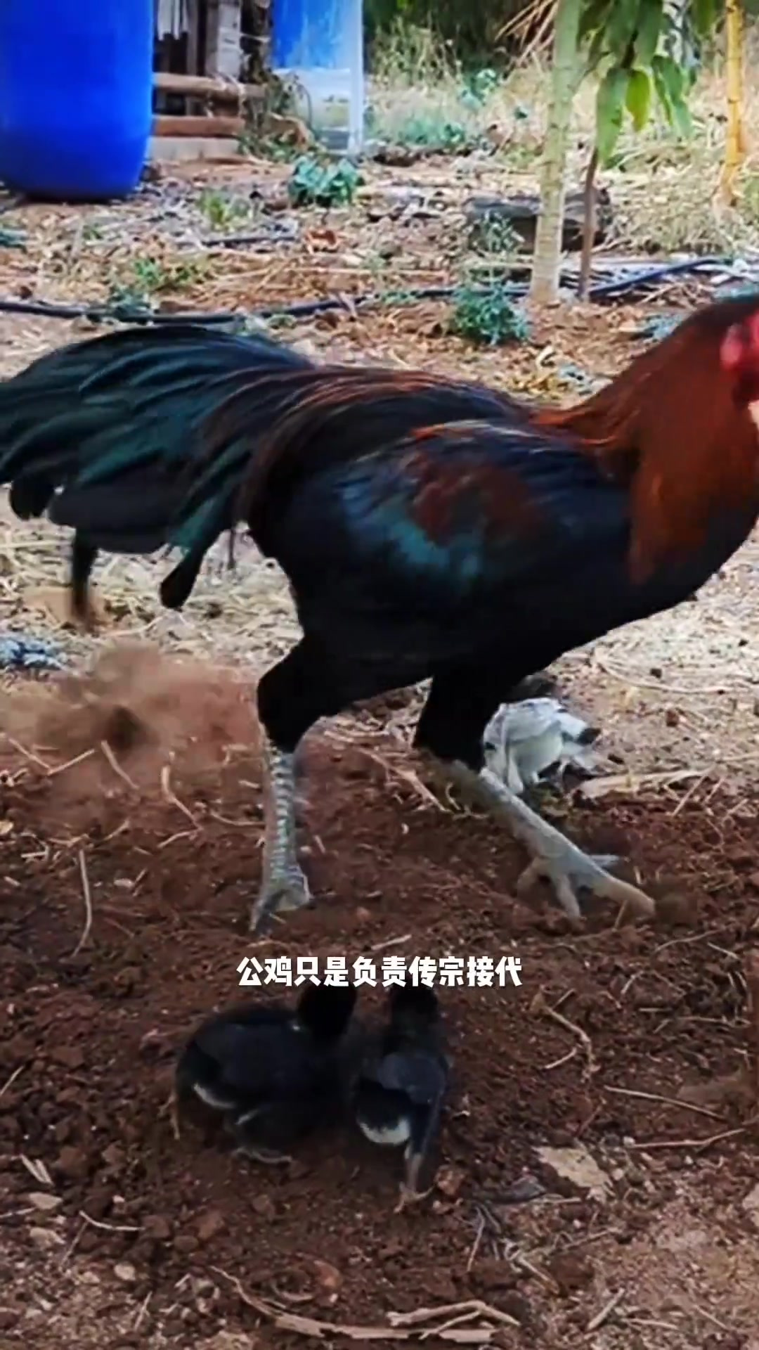 真是太阳从西边出来了,公鸡也会带鸡仔了